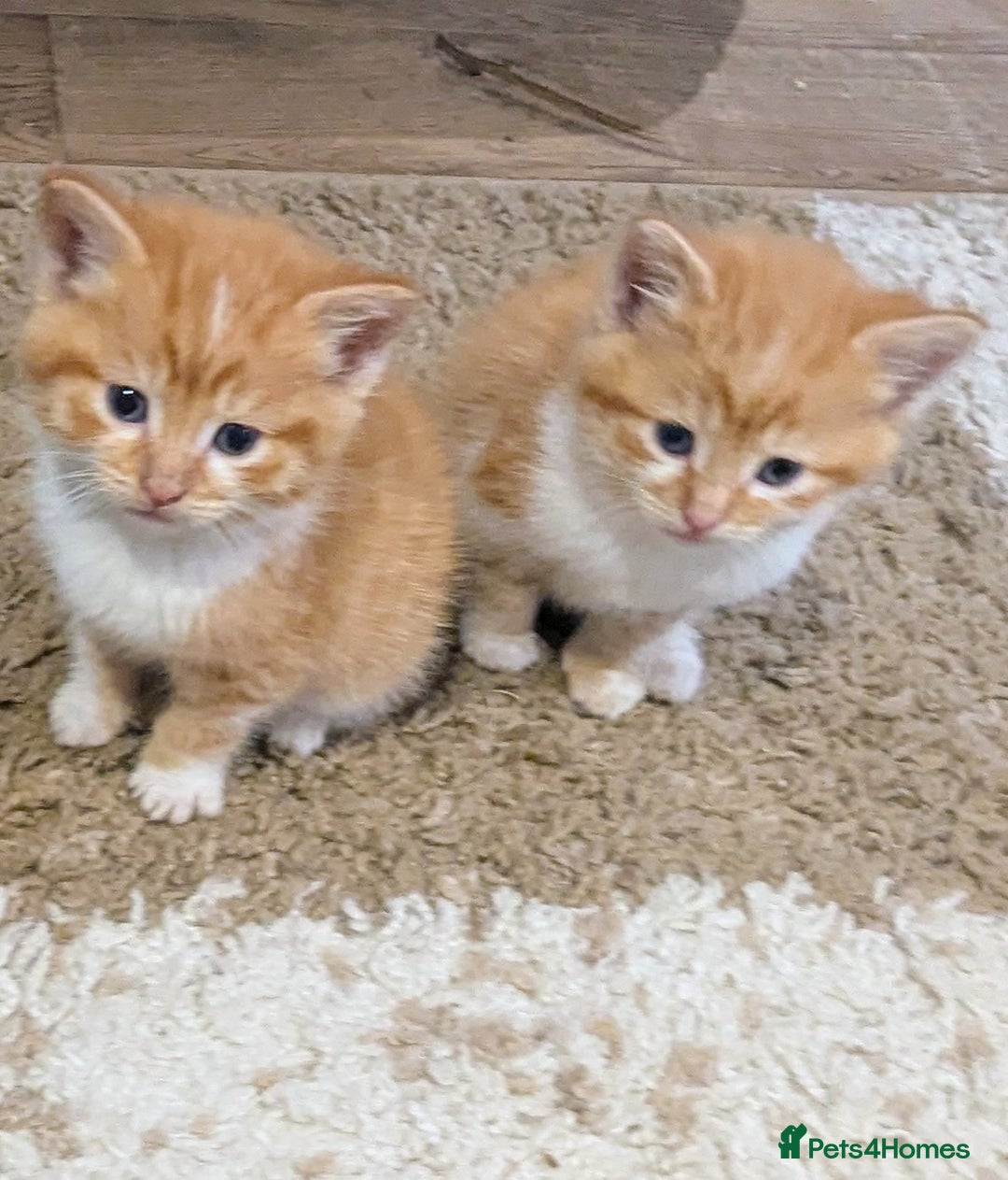 Mixed Breed cats for sale: Kittens - Advert 4