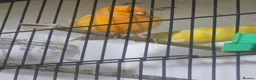 Budgerigars birds for sale: Proven Pair of lutino budgies (yellow) + canaries - Advert 7