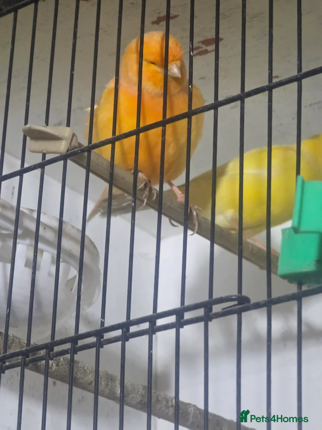 Budgerigars birds for sale: Proven Pair of lutino budgies (yellow) + canaries - Advert 7