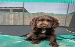 Cocker Spaniel dogs for sale: Beautiful Cocker Spaniel Puppies  - Image 13