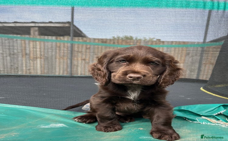 Cocker Spaniel dogs - Advert 2