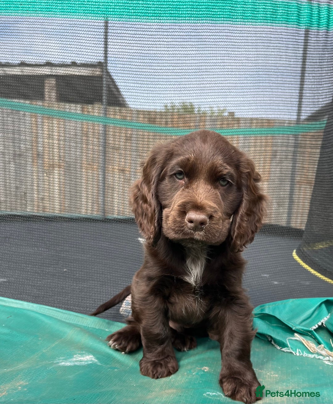 Cocker Spaniel dogs for sale: Beautiful Cocker Spaniel Puppies  - Image 13