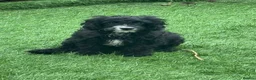 Cavapoo dogs for sale: Beautiful cavapoos  - Advert 3