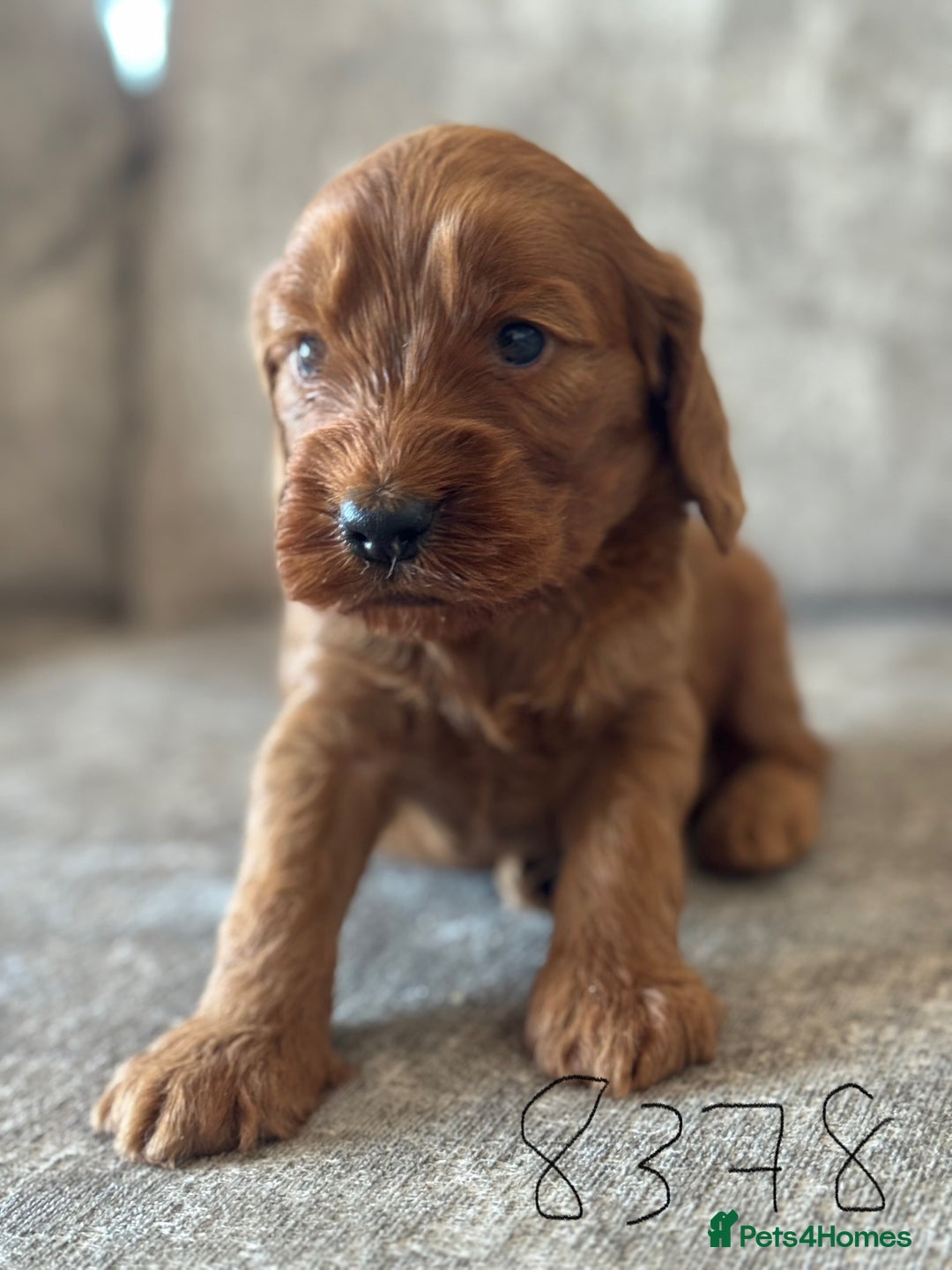 Cockapoo dogs for sale: BEAUTIFUL RED COCKAPOO PUPS HEALTH TESTED PARENTS - Advert 28