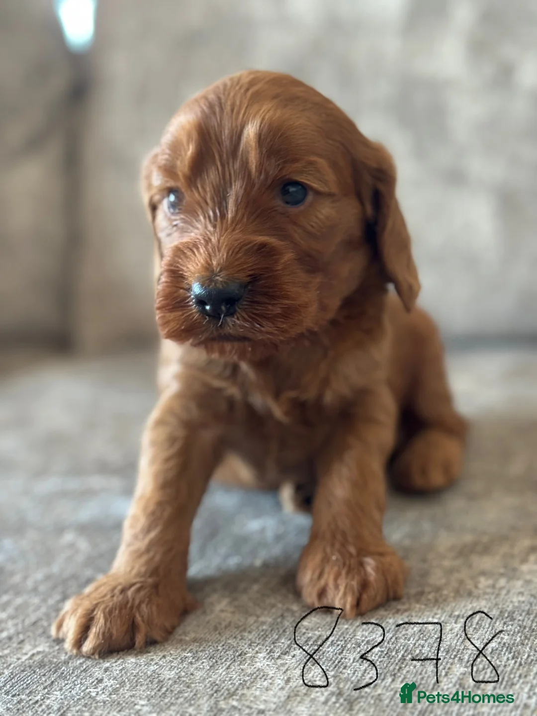 Cockapoo dogs for sale: BEAUTIFUL RED COCKAPOO PUPS HEALTH TESTED PARENTS - Advert 21