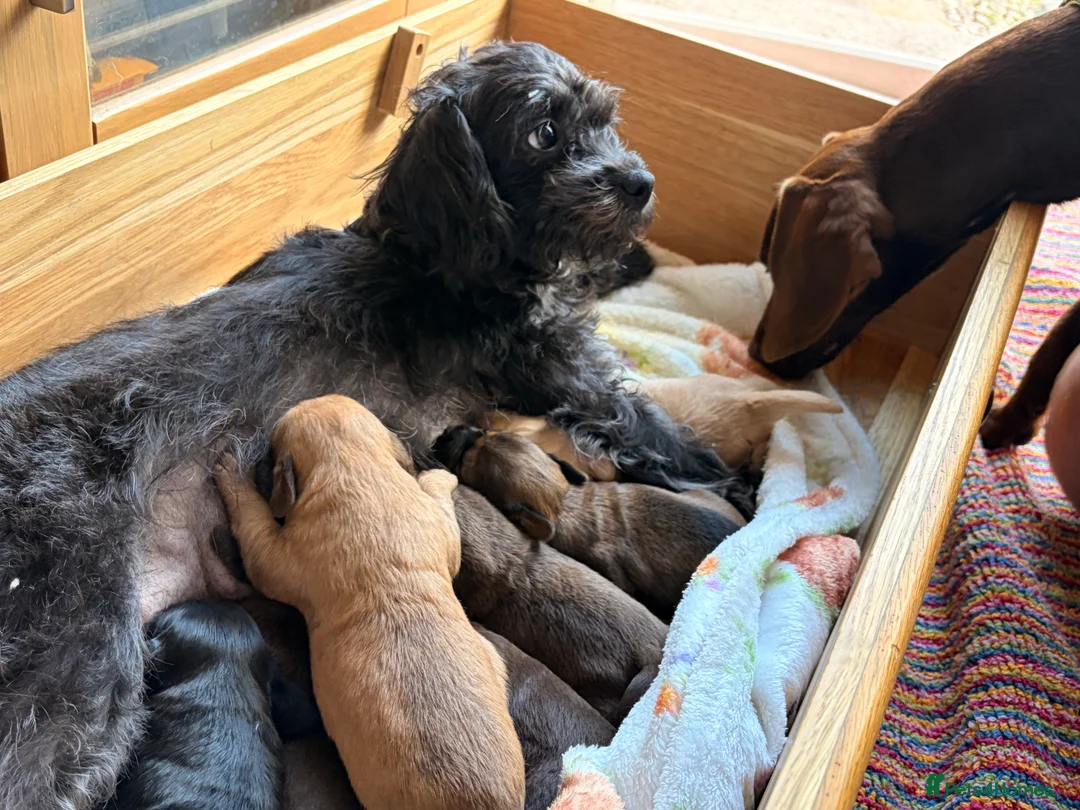 Mixed Breed dogs for sale: Adorable Chocolate Chatterdale F Pup - Advert 2