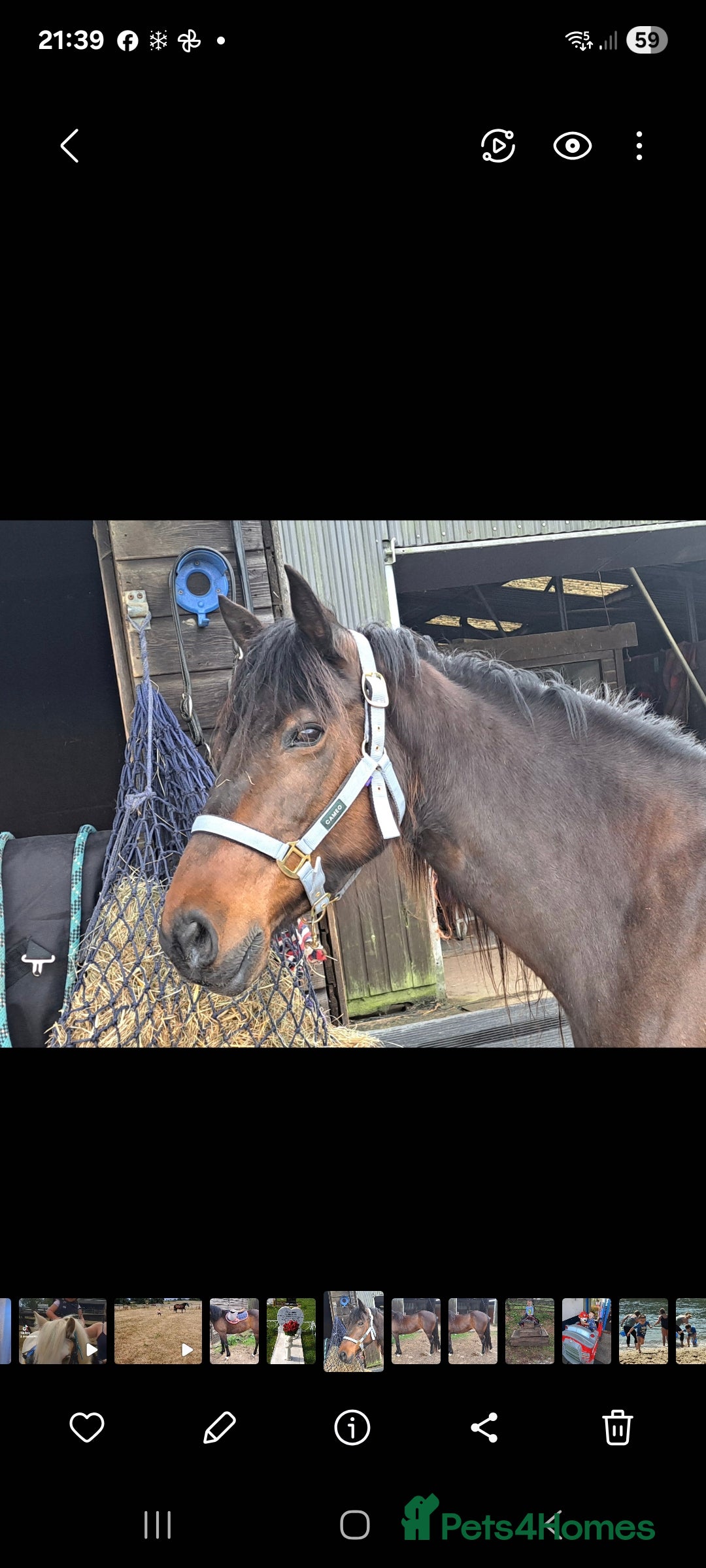 English Thoroughbred horses for sale: Bay mare 15h - Advert 6