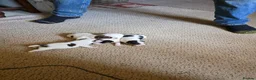 Jack Russell dogs for sale: Tri coloured Jack Russel puppies - Advert 8