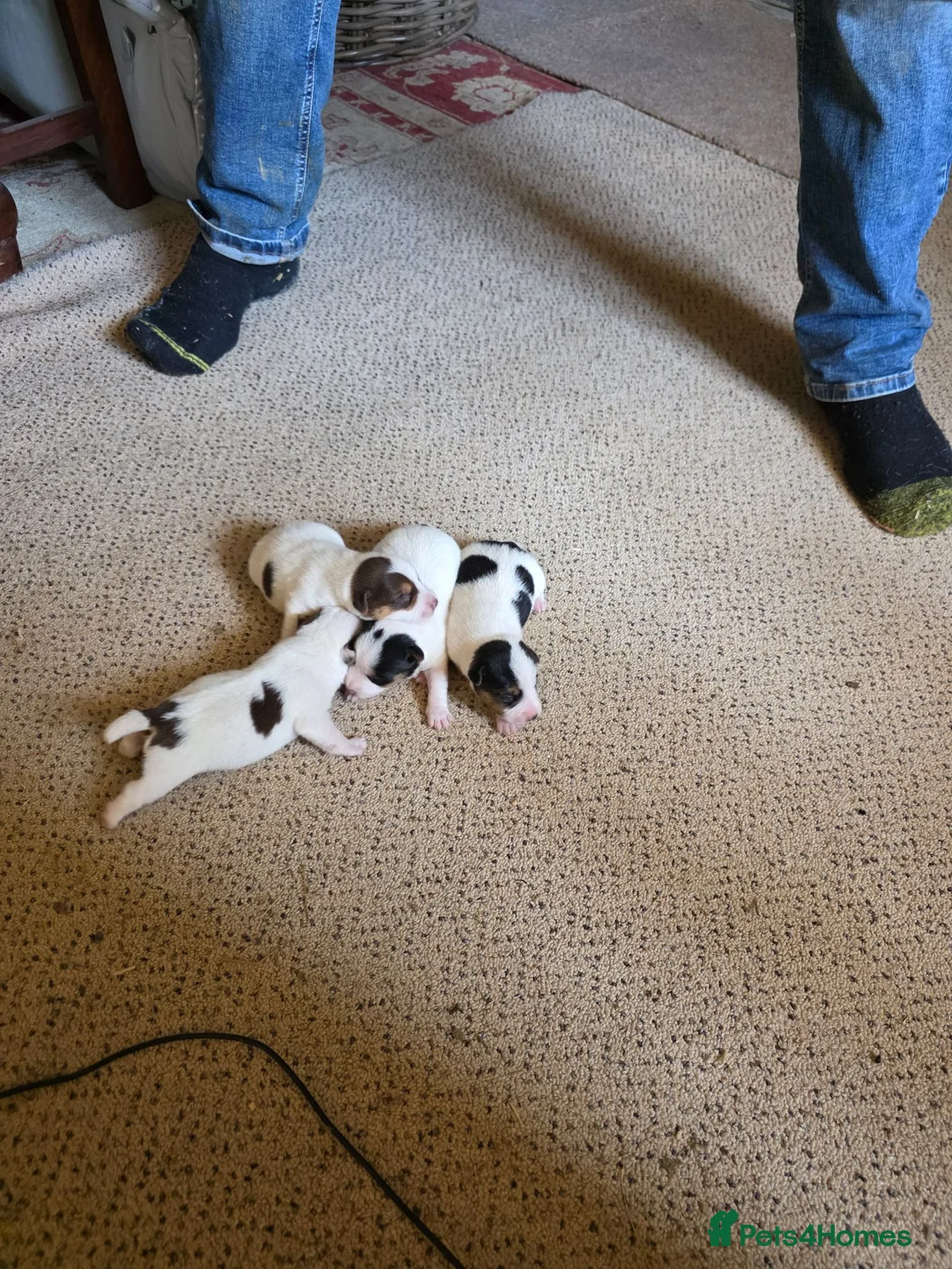 Jack Russell dogs for sale: Tri coloured Jack Russel puppies - Advert 8