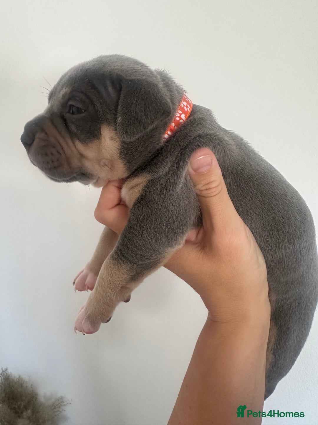 American Bully dogs for sale: Pocket Bullies ( not banned breed) - Image 7
