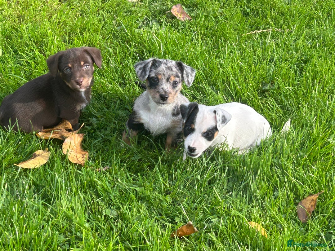 Jack Russell dogs for sale: Beautiful Mini Jack Russell Puppies  - Image 34