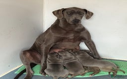 Great Dane dogs for sale: Great Dane puppies looking for forever homes  - Image 2