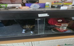 Hermann Tortoise reptiles for sale: For sale - Image 3