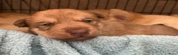 Mixed Breed dogs for sale: Collie mix pups in Gloucester - Advert 31
