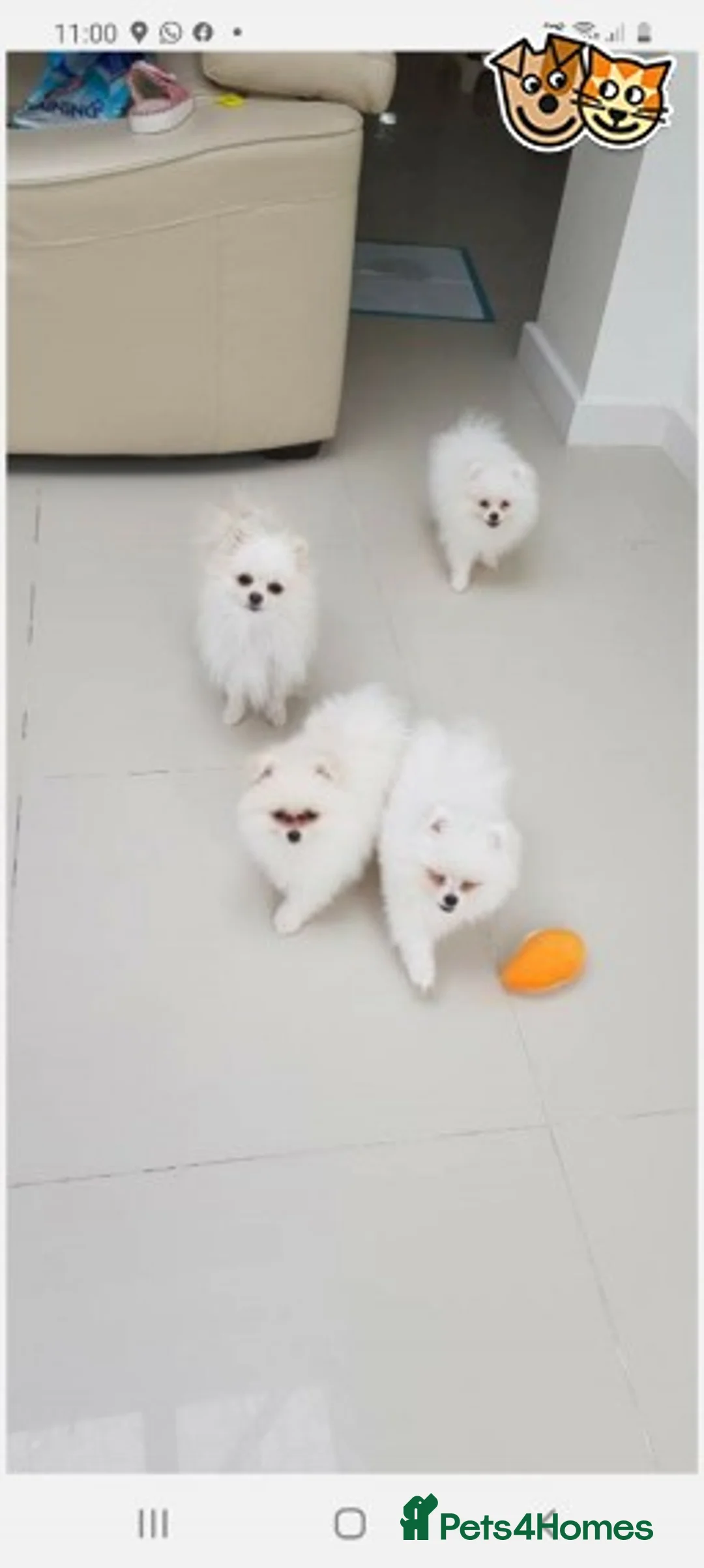 Pomeranian dogs for stud: Best stud around Champions in every generation in Coventry - Advert 4
