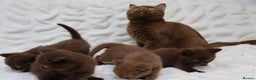British Shorthair cats for sale: Stunning BHS Champions blood lines kittens  - Advert 8
