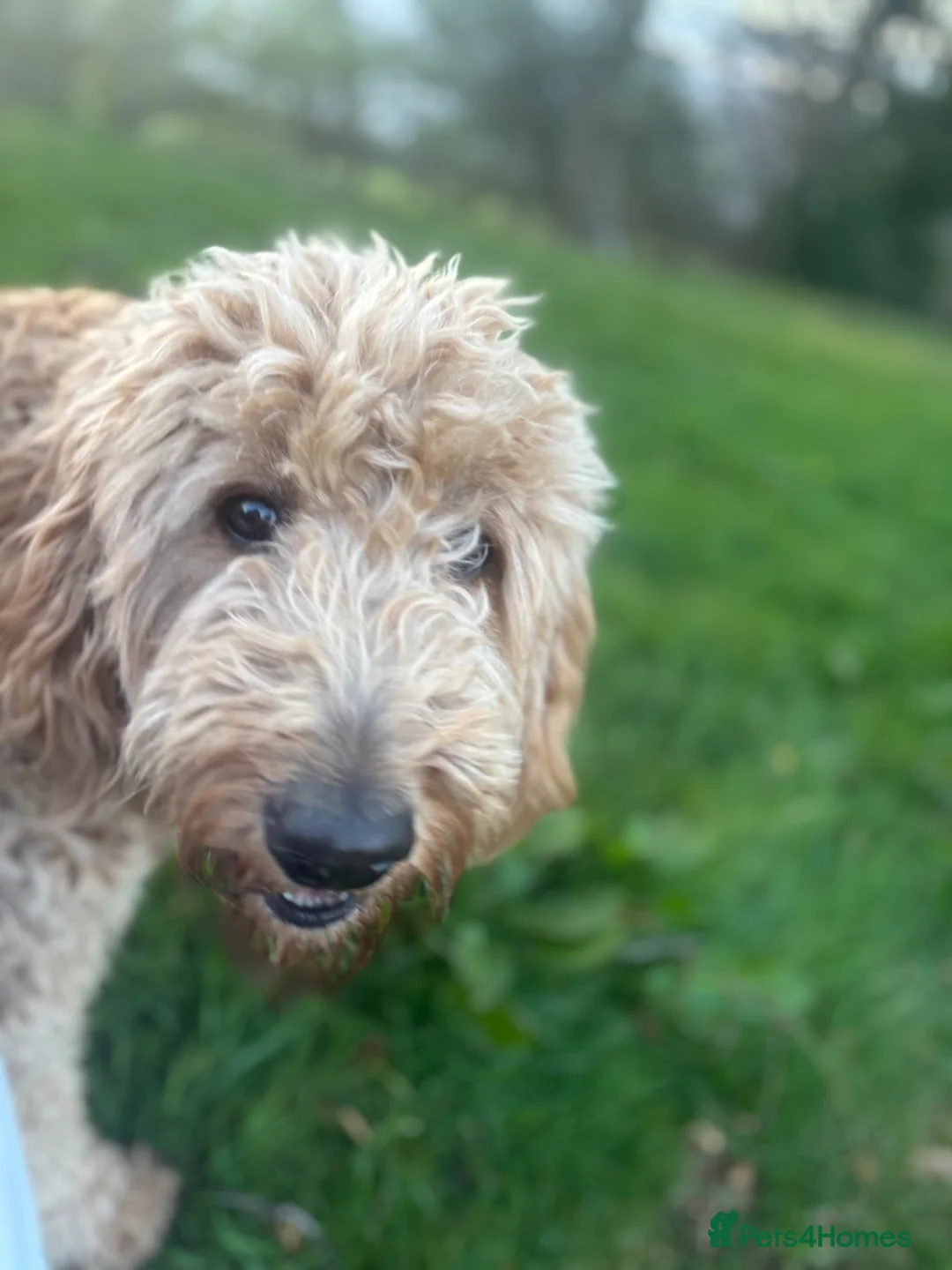 Double Doodle dogs for sale: Beautiful double doodles from family pet - Advert 2