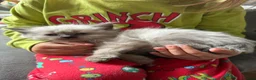 Ragdoll cats for sale: 5 ragdoll kittens - Advert 17