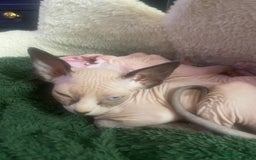 Sphynx cats for sale:  Sphynx kittens are looking for a loving  home. - Image 6