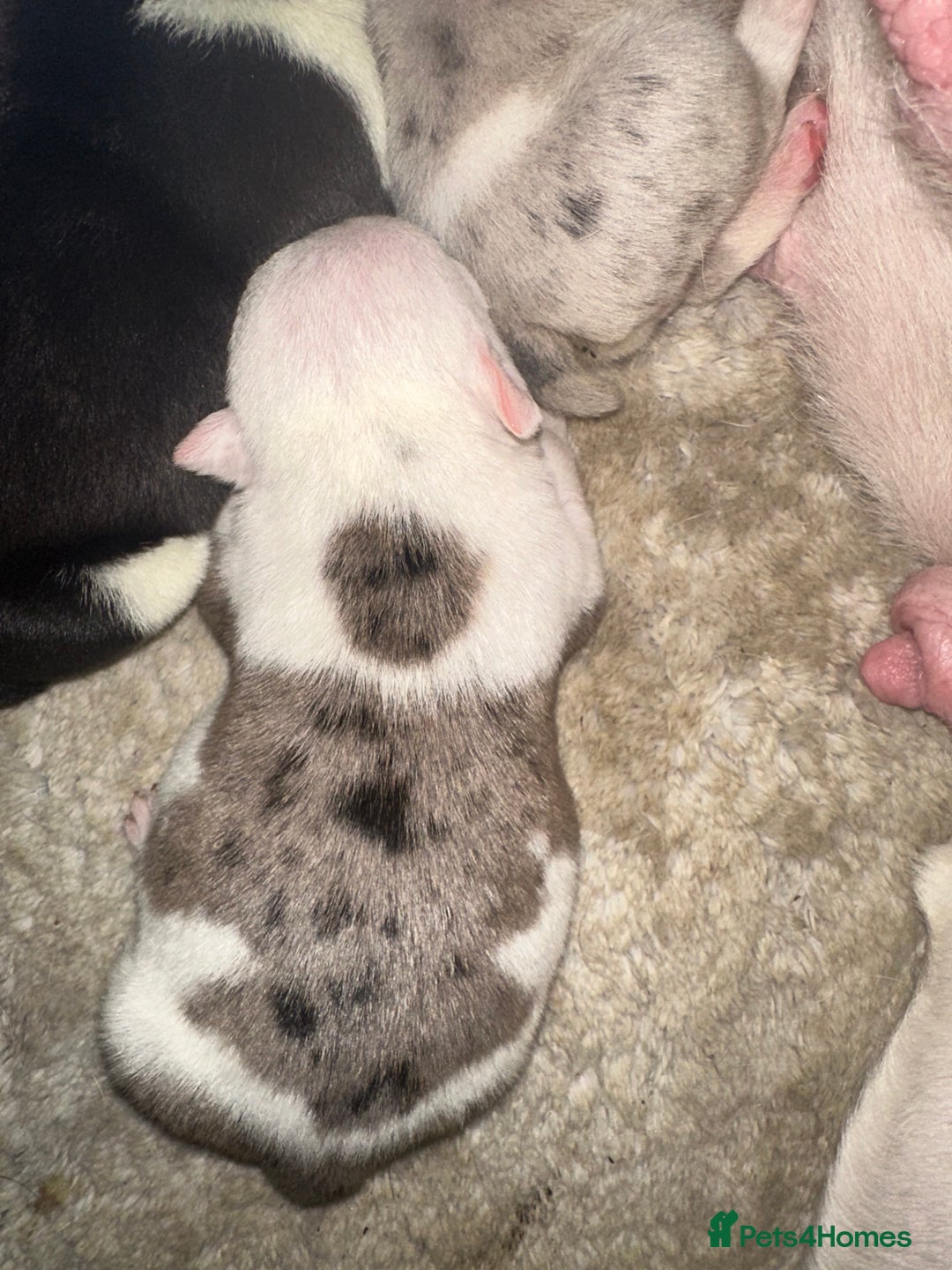 English Bulldog dogs for sale: 🌟 health tested parents 🌟 - Image 17