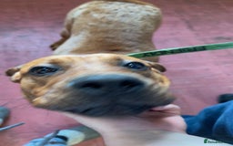 Mixed Breed dogs for sale: Rocko  - Image 3
