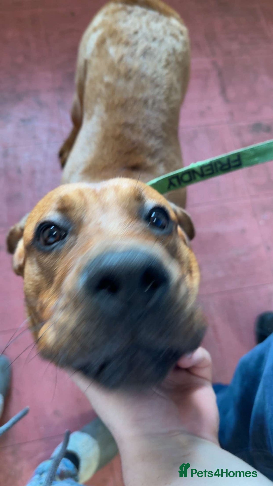 Mixed Breed dogs for sale: Rocko  - Image 3