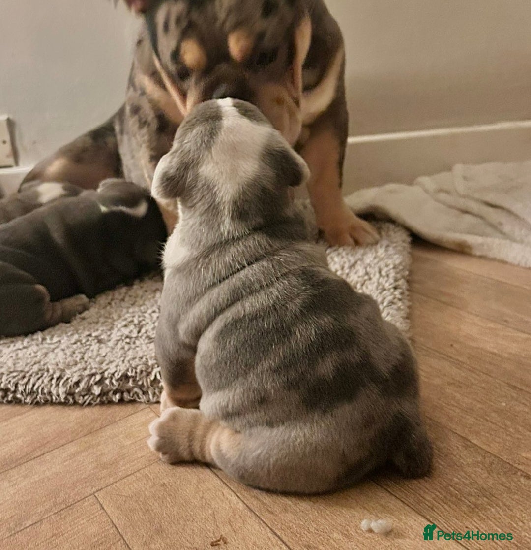 English Bulldog dogs for sale: English bulldog puppies - Advert 35