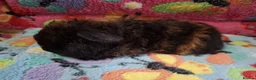 Guinea Pig rodents for sale: Baby Boars In Different Breeds  - Advert 11