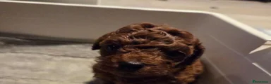 Toy Poodle 1