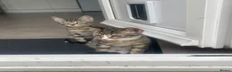 Mixed Breed cats for sale: Two Sisters 16 weeks old - Advert 7