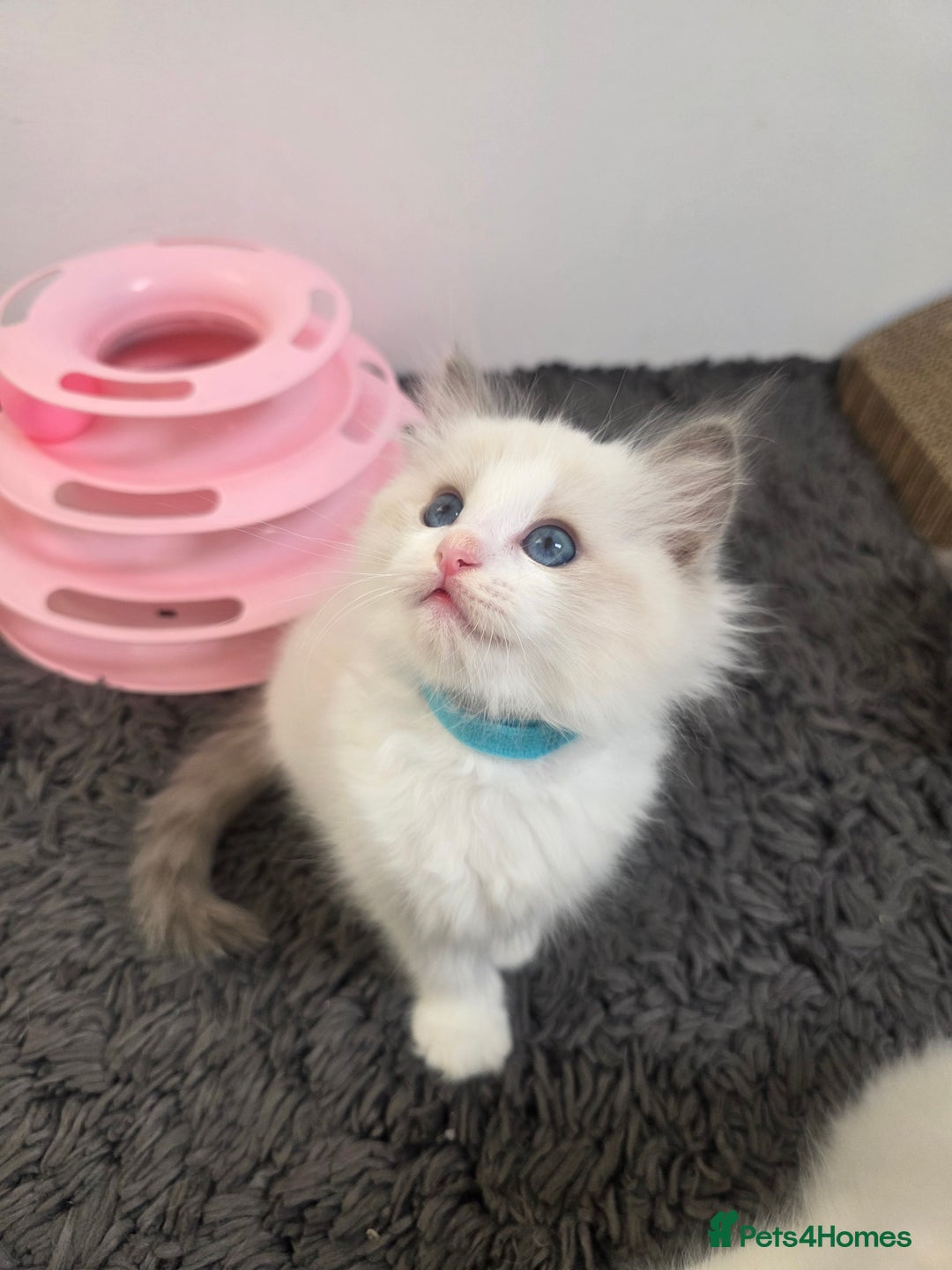 Ragdoll cats for sale: GCCF registered ragdoll kittens  - Advert 9