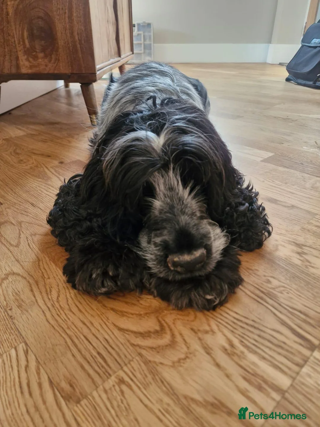 Cocker Spaniel dogs for sale: KC Pedigree Show Cocker Spaniel 19 Weeks old Male - Advert 2