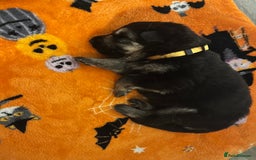 German Shepherd dogs for sale: German Shepard puppies.  - Image 10
