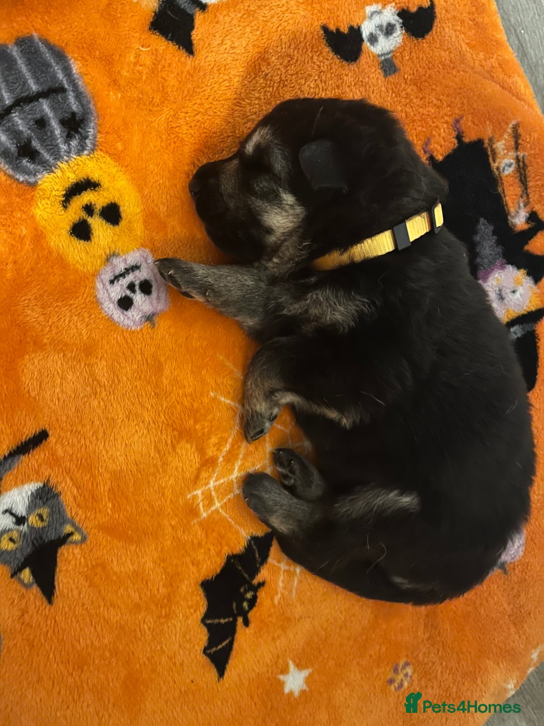 German Shepherd dogs for sale: German Shepard puppies.  - Image 10