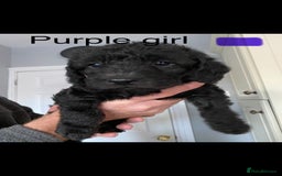 Mixed Breed dogs for sale: COCKERPOO X BEDLINGTON GIRL PUPPIES. - Advert 3