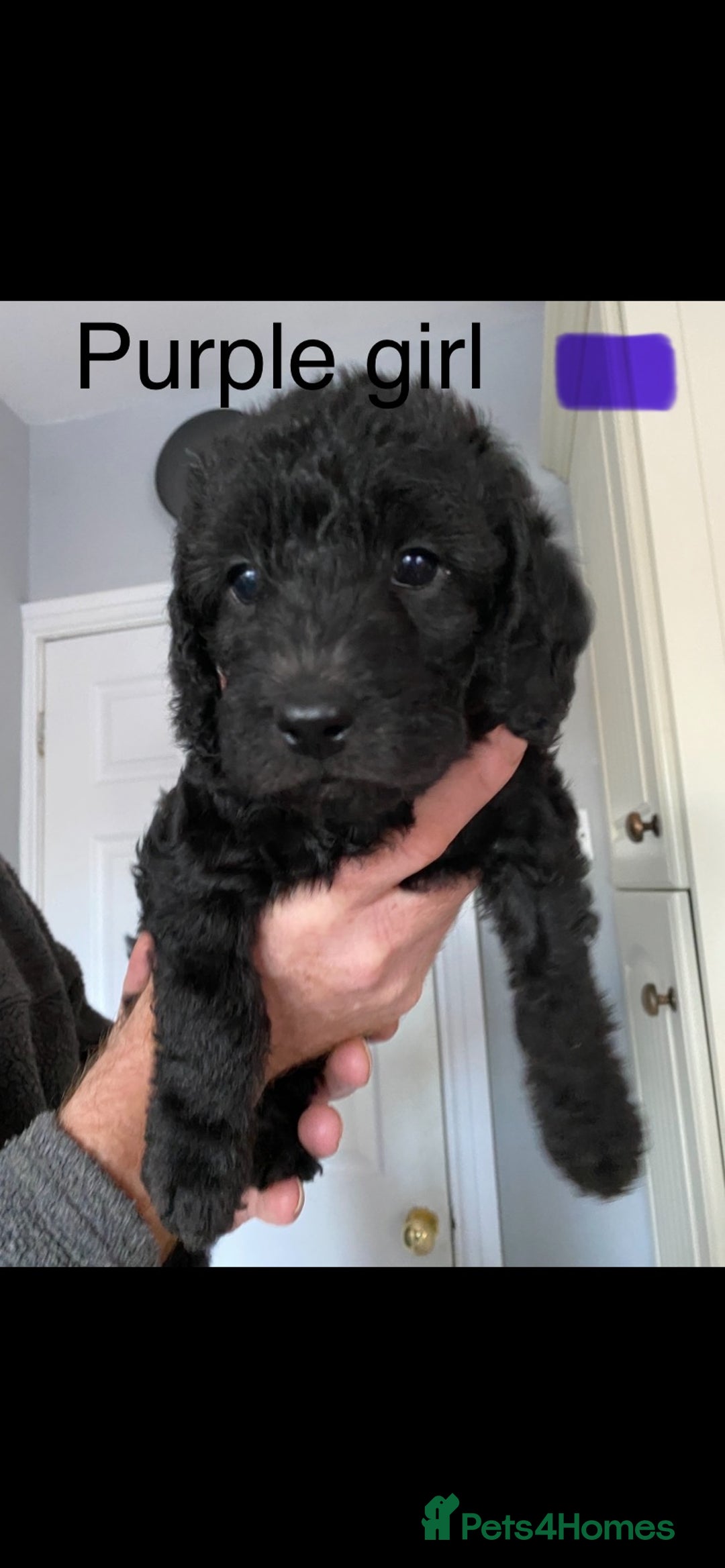 Mixed Breed dogs for sale: COCKERPOO X BEDLINGTON GIRL PUPPIES. - Advert 3