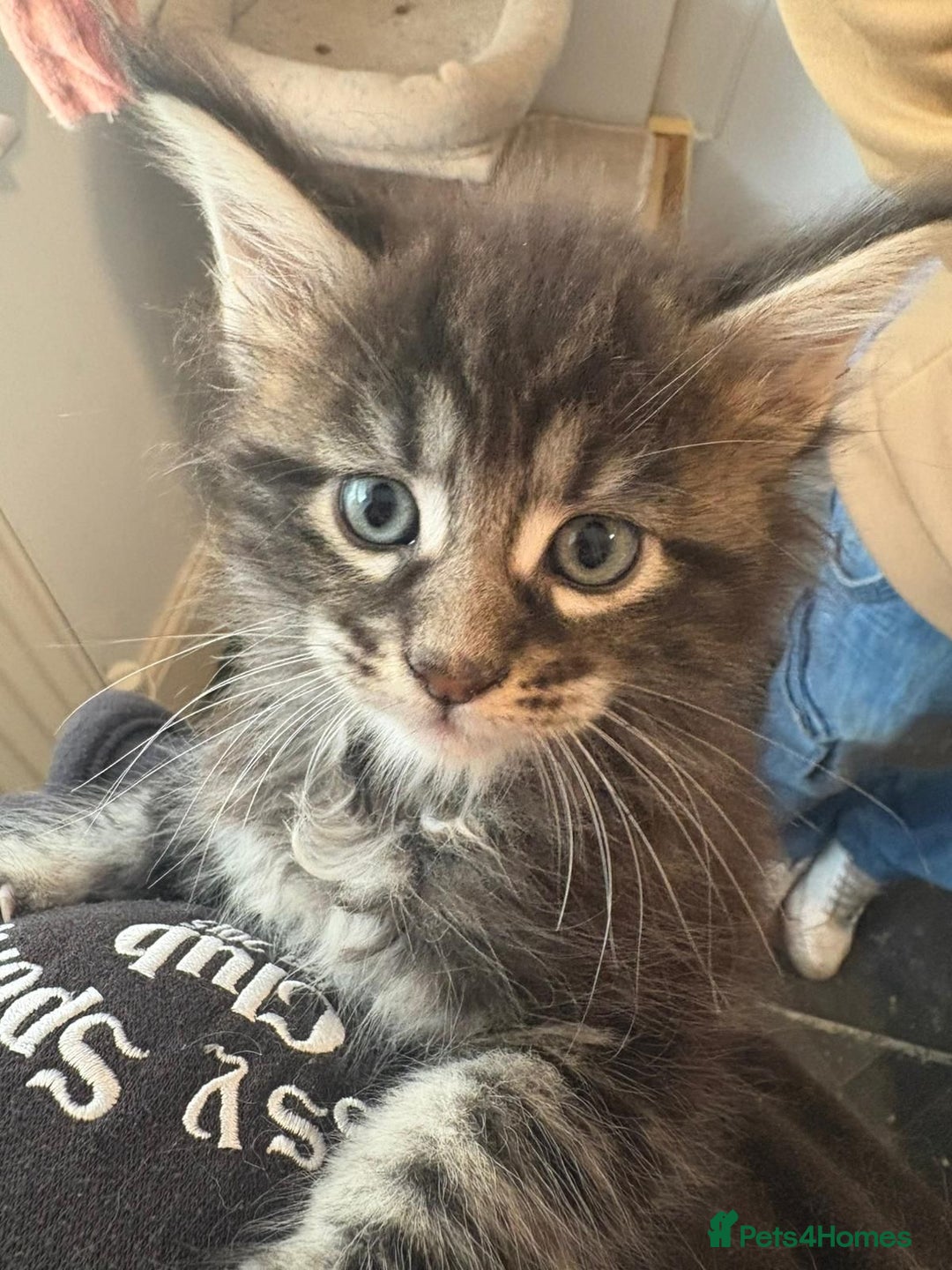 Maine Coon cats for sale: GCCF registered Maine Coon kitten - Advert 9