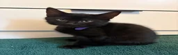 Mixed Breed cats for sale: 4 gorgeous black female kittens 🖤 - Advert 8