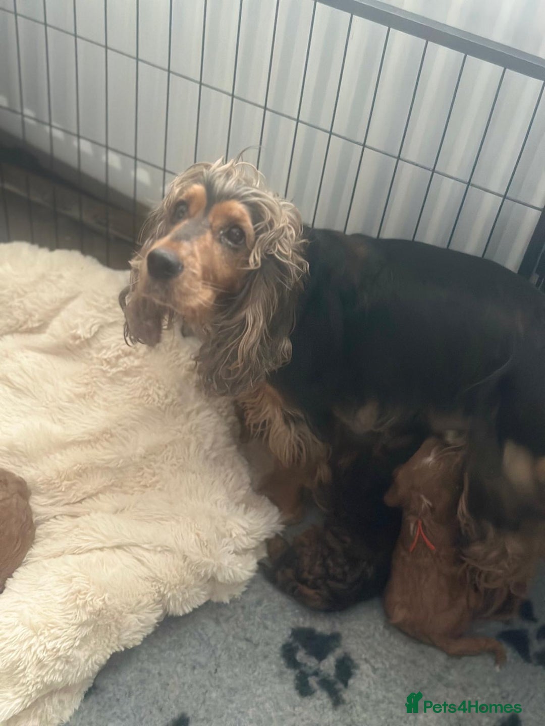 Cockapoo dogs for sale: Stunning F1 Cockerpoo Puppies  - Advert 13