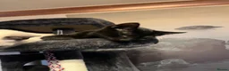 Oriental cats for sale: 9 STUNNING KITTENS - PLEASE READ DESCRIPTION!! - Advert 17