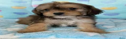 Cavapoo dogs for sale: Cavapoo puppies 🐶 ready now  - Advert 7
