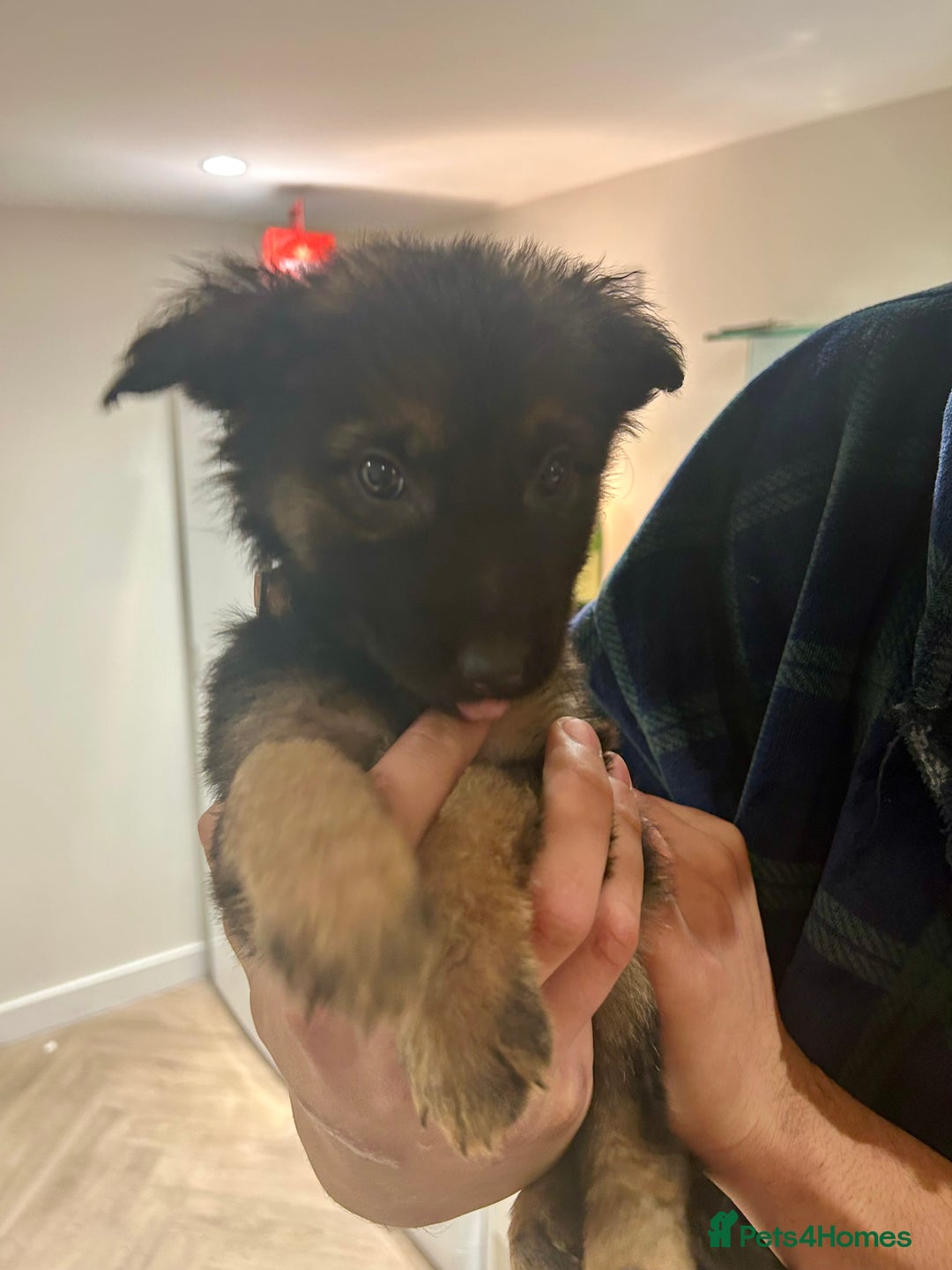 German Shepherd dogs for sale: Blue line German Shepherd’s - Ready today!  - Advert 27