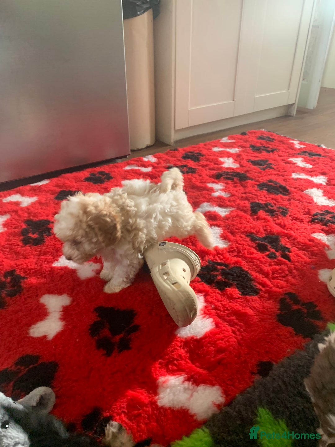 Cavapoo dogs for sale: Beautiful F2 cavapoo girls  - Advert 15