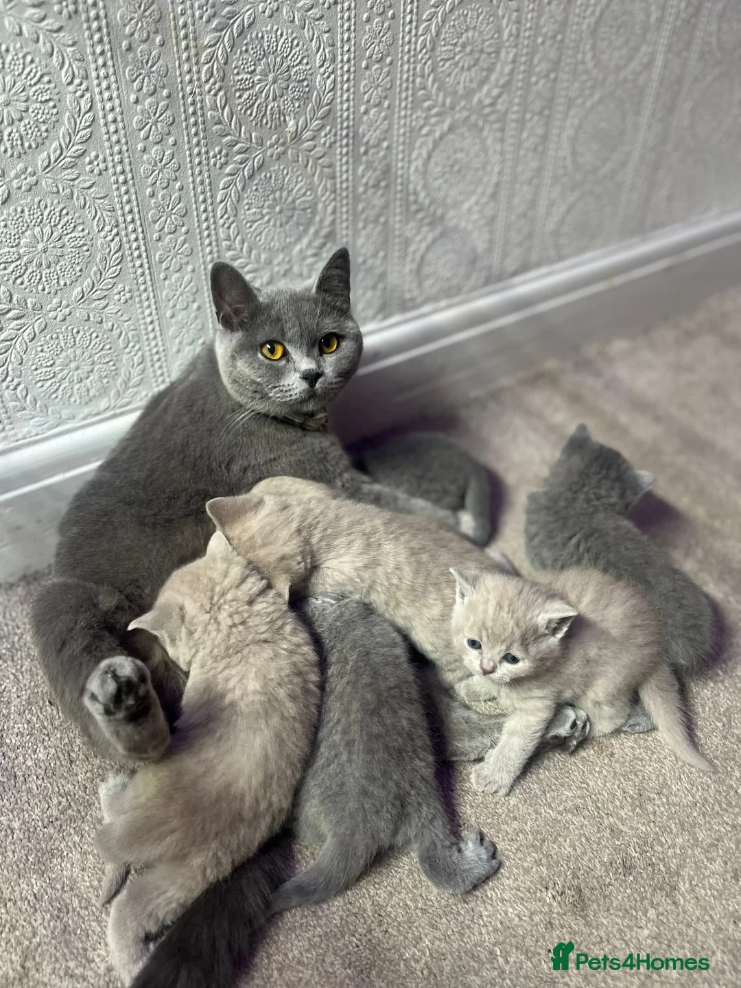 British Shorthair cats for sale: Kittens and adult cats for sale  - Advert 1