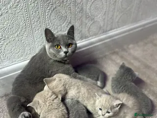 British Shorthair cats for sale: Kittens and adult cats for sale - Advert 1
