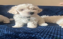 Bichon Frise dogs for sale: 4 adorable bichon puppy’s  - Image 17