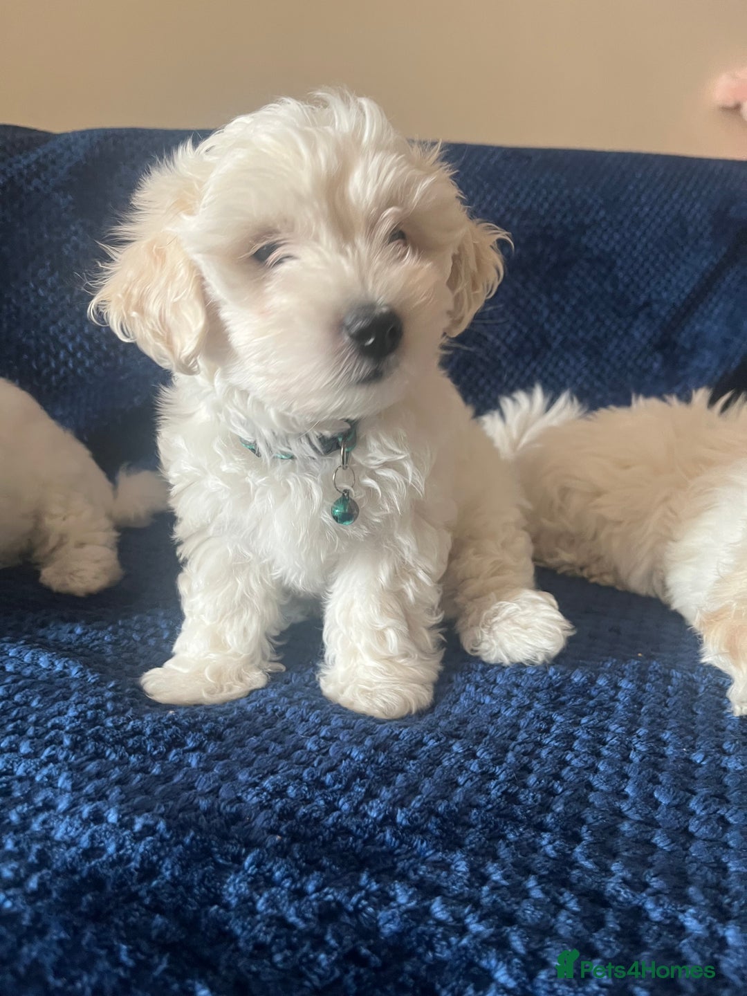 Bichon Frise dogs for sale: 4 adorable bichon puppy’s  - Image 17
