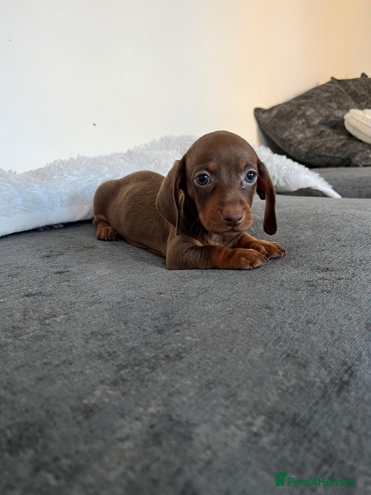 Miniature Dachshund dogs Beautiful Miniature Dachshund Puppies - Advert 2