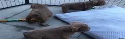 English Bulldog dogs for sale: Beautiful litter of English/British Bulldogs - Advert 15