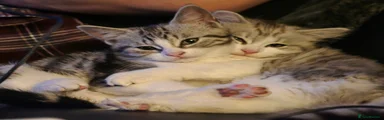 Mixed Breed Kitten 1